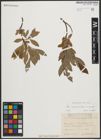 Foto von Salix appendiculata Vill. x Salix purpurea L.